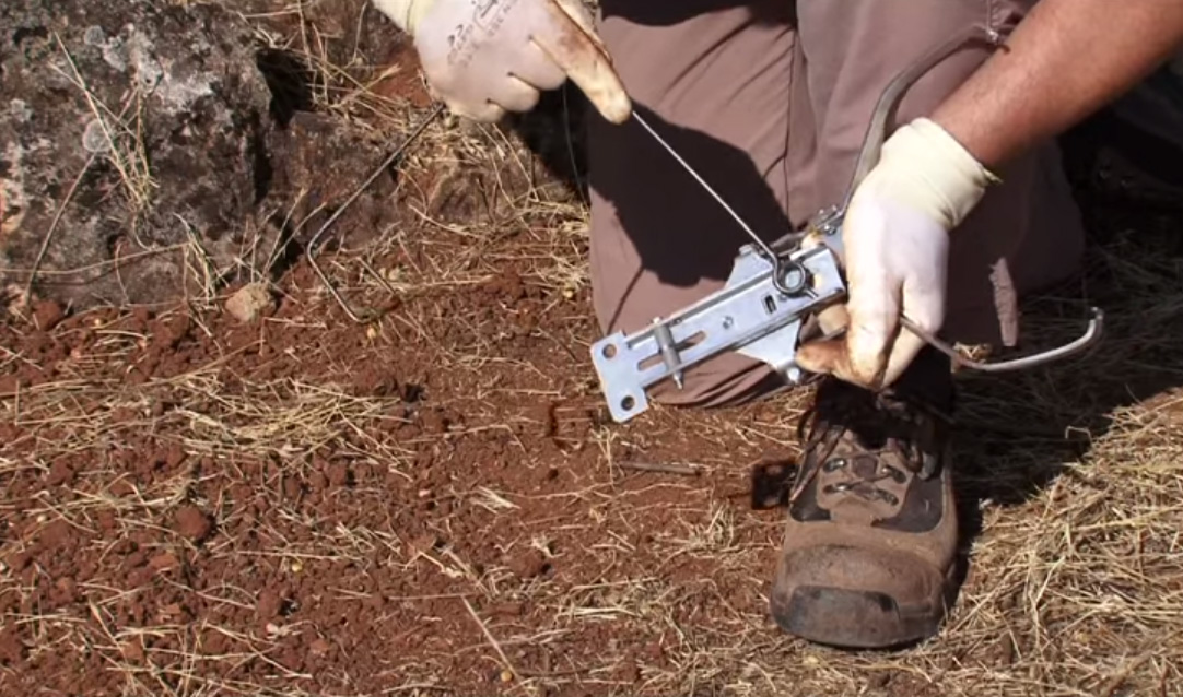 Collarum Lazo de captura para zorros y perros