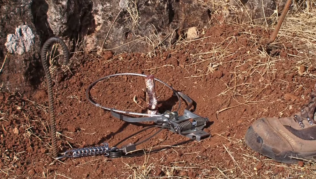 Collarum Lazo de captura para zorros y perros